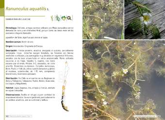 Ranunculus aquatilis