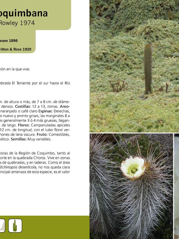 Echinopsis coquimbana