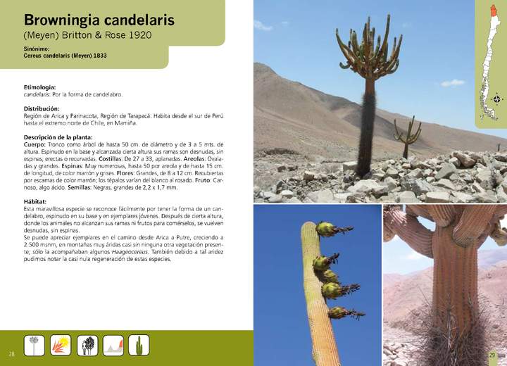 Browningia candelaris