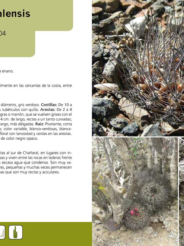 Eriosyce taltalensis ssp. pygmaea