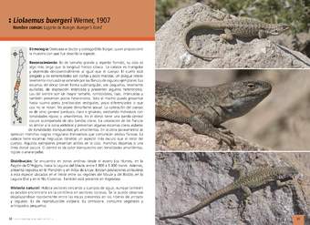 Liolaemus buergeri Werner