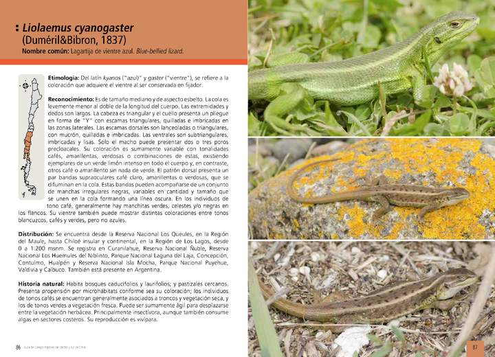 Liolaemus cyanogaster