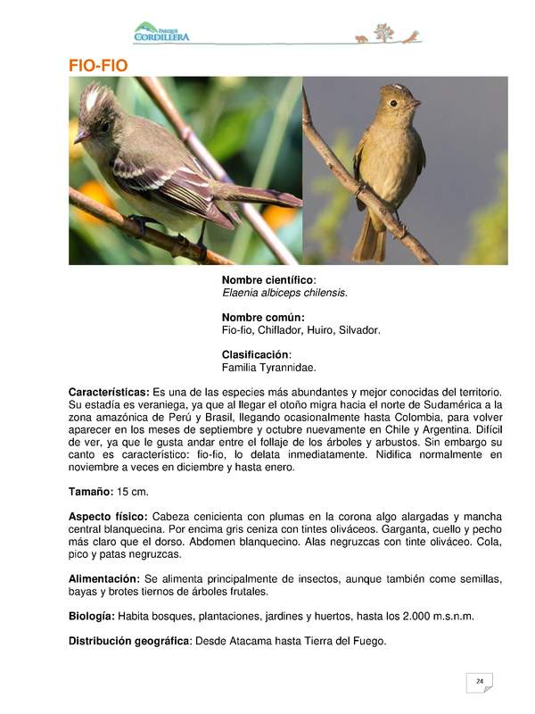 Elaenia albiceps chilensis