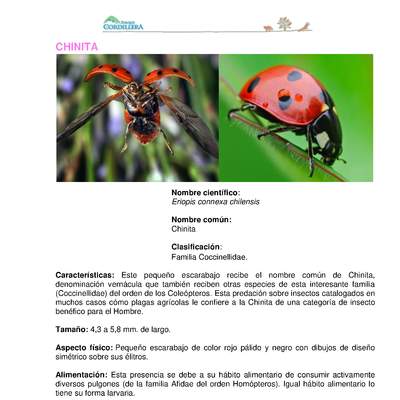 Eriopis connexa chilensis