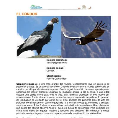 Vultur gryphus linné