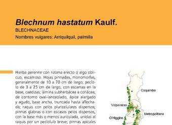 Blechnum hastatum