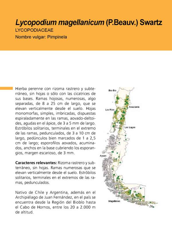 Lycopodium magellanicum