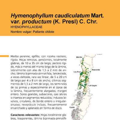Hymenophyllum caudiculatum