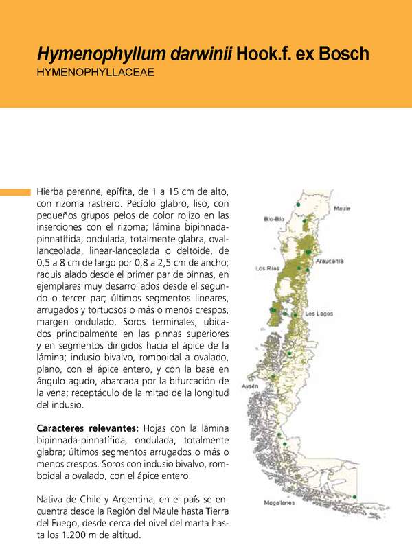 Hymenophyllum darwinii