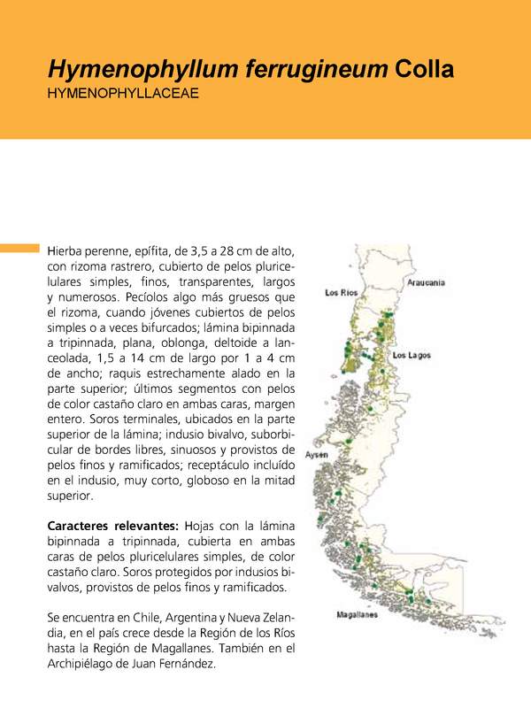 Hymenophyllum ferrugineum