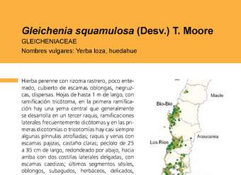 Gleichenia squamulosa