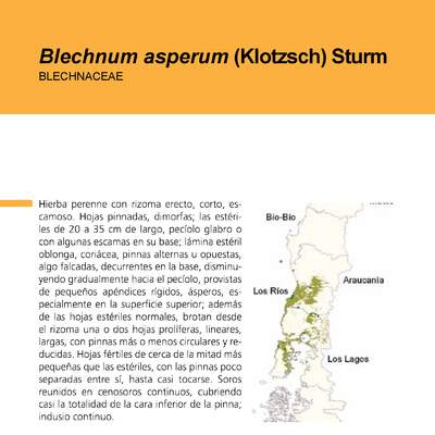 Blechnum asperum