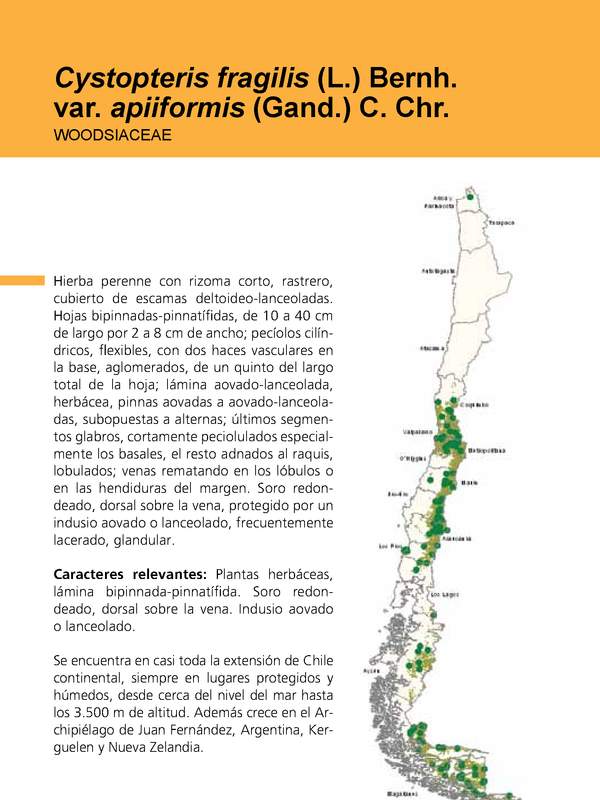 Cystopteris fragilis