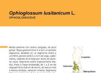 Ophioglossum lusitanicum