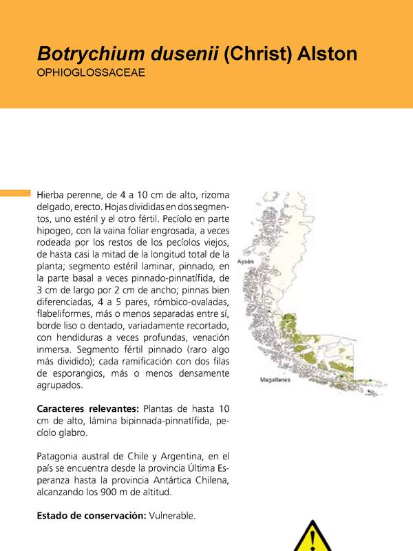 Helechos: Botrychium dusenii