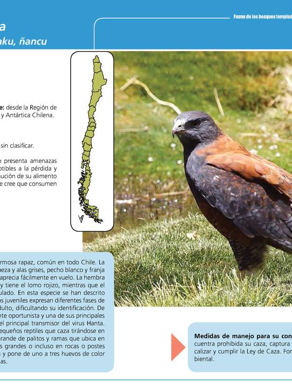 Buteo polyosoma