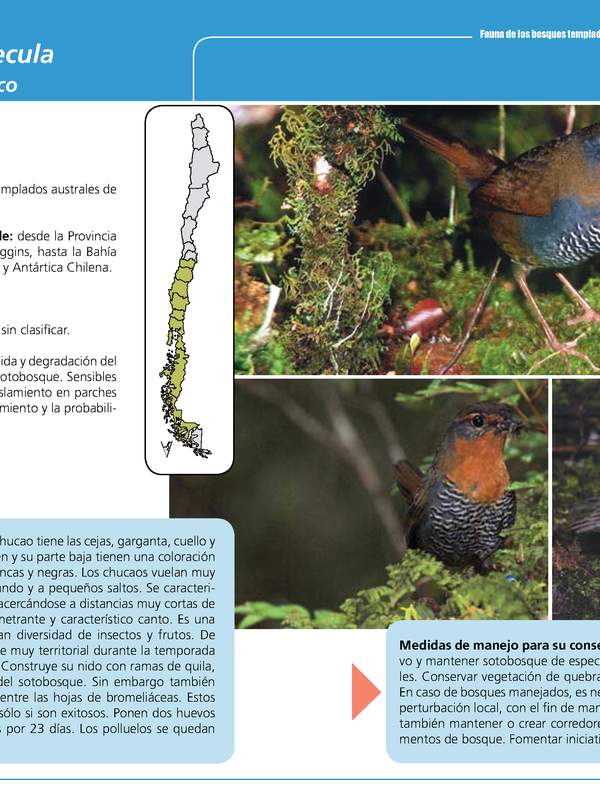 Scelorchilus rubecula