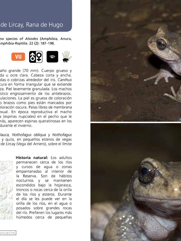 Alsodes hugoi - Rana de pecho espinoso de Lircay, Rana de Hugo