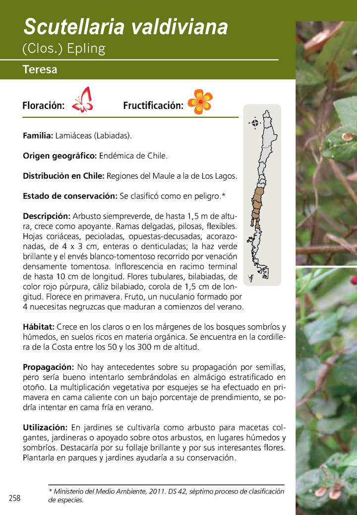 Scutellaria valdiviana