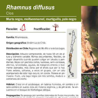 Rhamnus diffusus