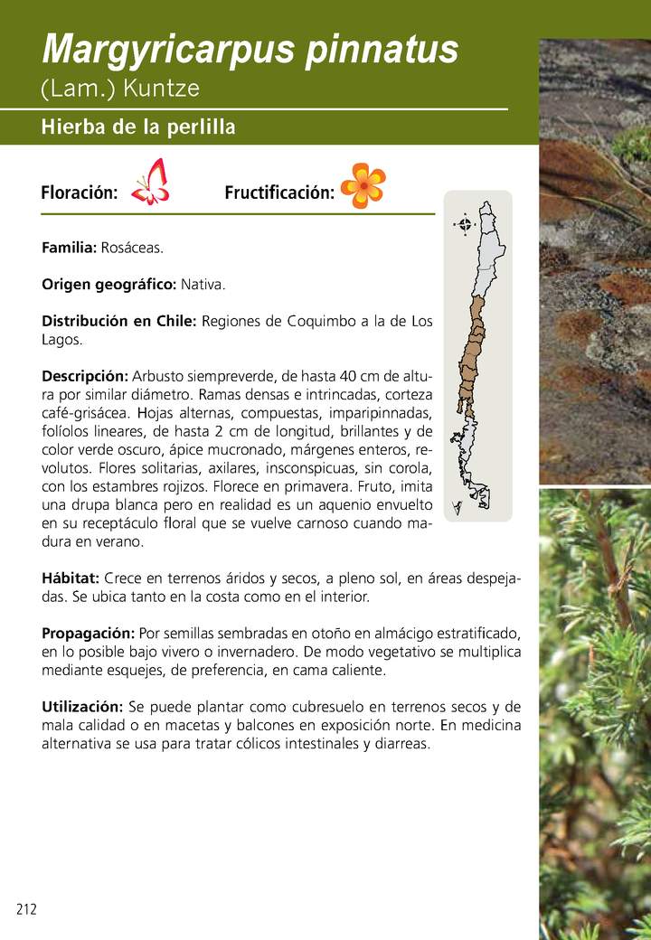 Margyricarpus pinnatus