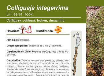 Colliguaja integerrima