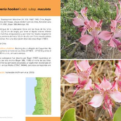 Alstroemeria hookeri Lodd. subsp. maculata