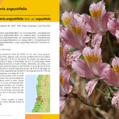 Alstroemeria angustifolia