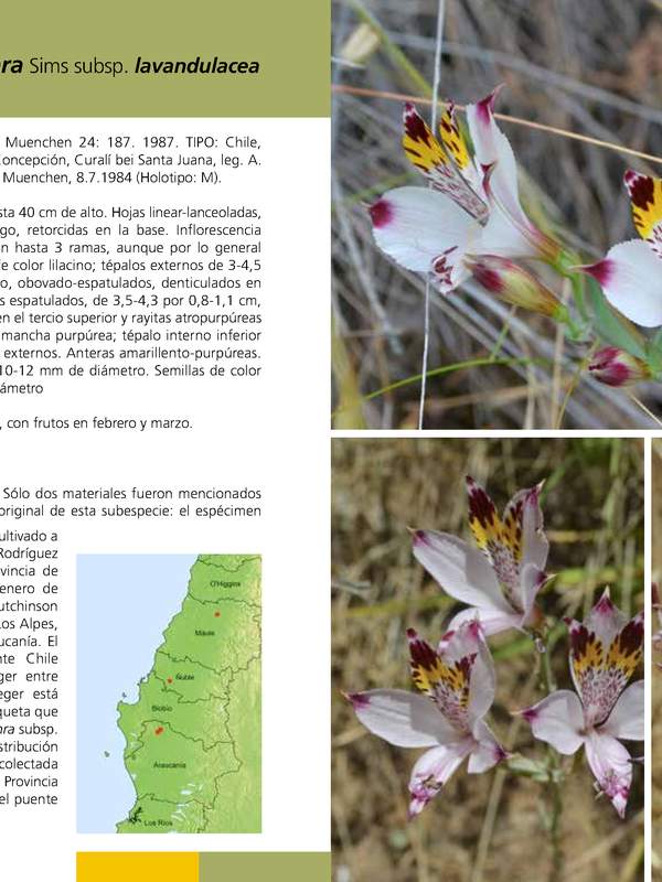 Alstroemeria pulchra Sims subsp. lavandulacea