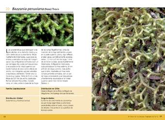 Bazzania peruviana