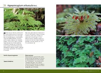 Hypopterygium arbuscula