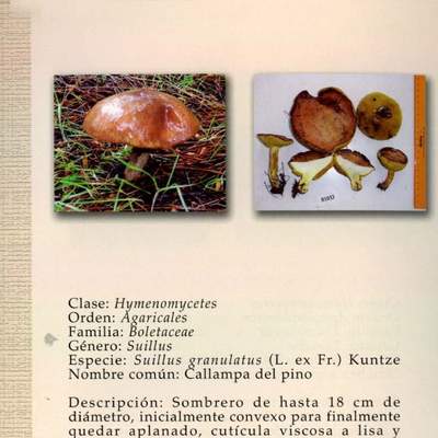 Suillus granulatus
