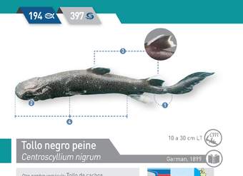 Centroscyllium nigrum