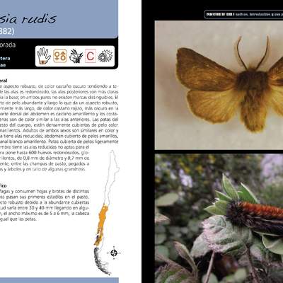 Chilesia rudis - lepidóptero