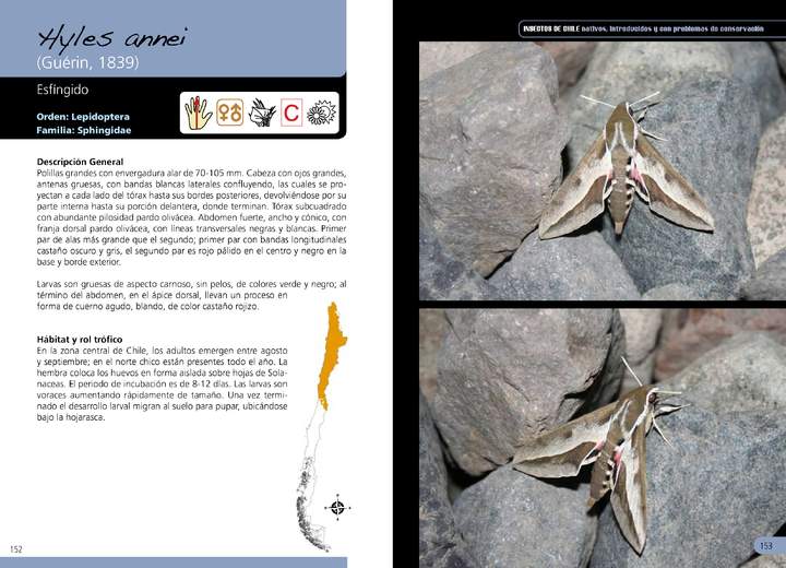 Hyles annei- lepidóptera