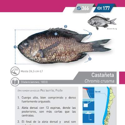 Chromis crusma - Castañeta