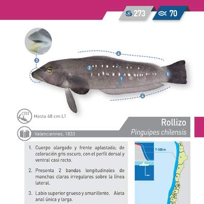 Pinguipes chilensis - Rollizo