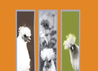 Amalia Historia de una gallina Amalia Historia de una gallina