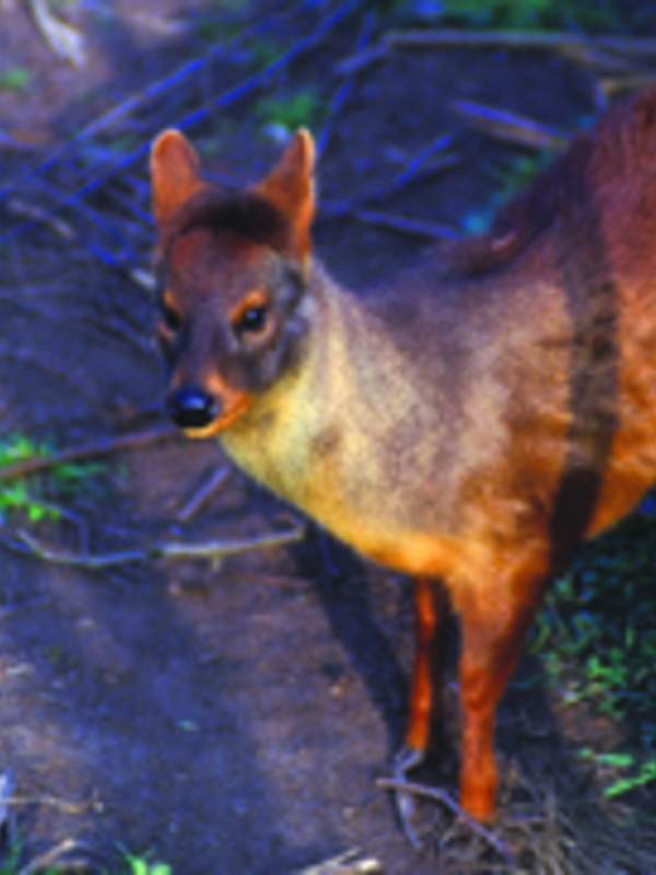 Pudú