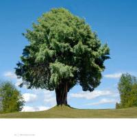 Logo Aprendo de Flora y Fauna